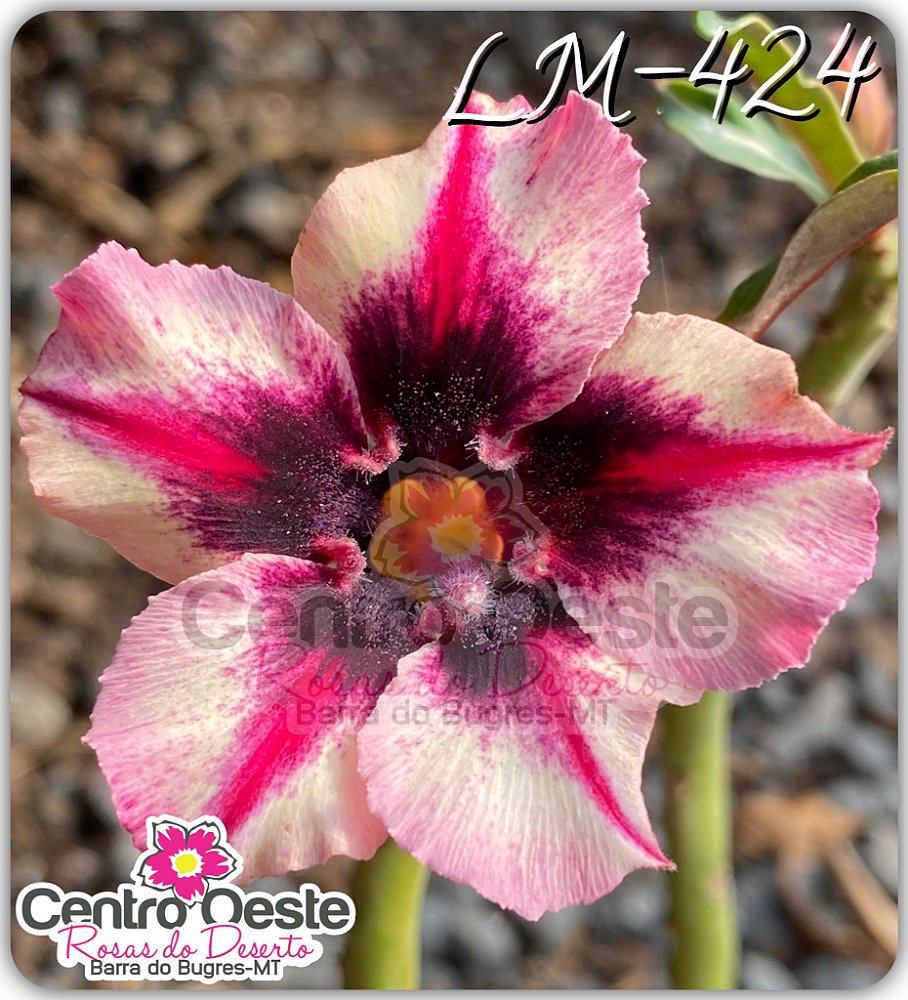 Rosa do Deserto Enxerto - LM-424 - Centro Oeste Rosas do Deserto