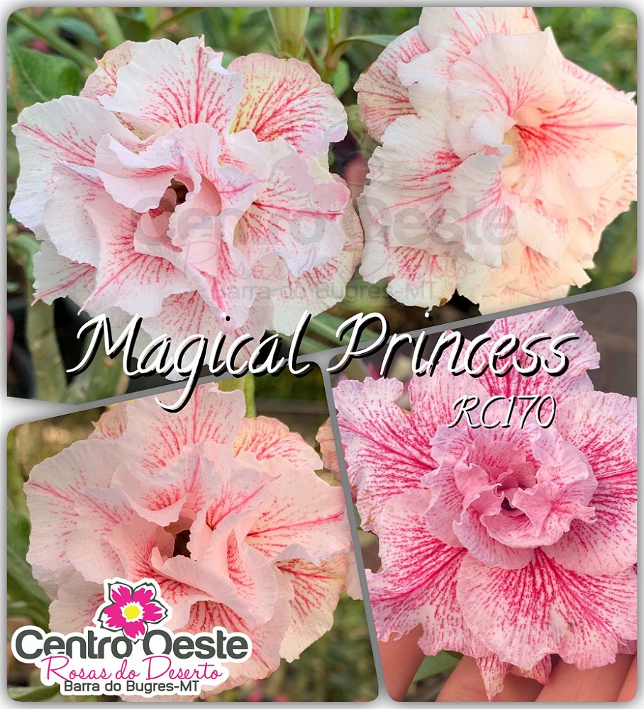 Rosa do Deserto Muda de Enxerto - Magical Princess RC170 - Centro Oeste Rosas  do Deserto