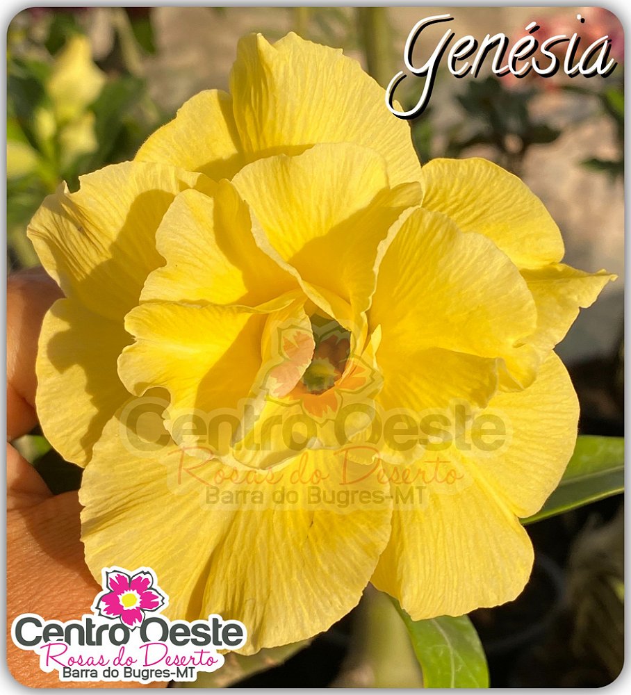 Rosa do Deserto Enxerto - Genésia - Centro Oeste Rosas do Deserto