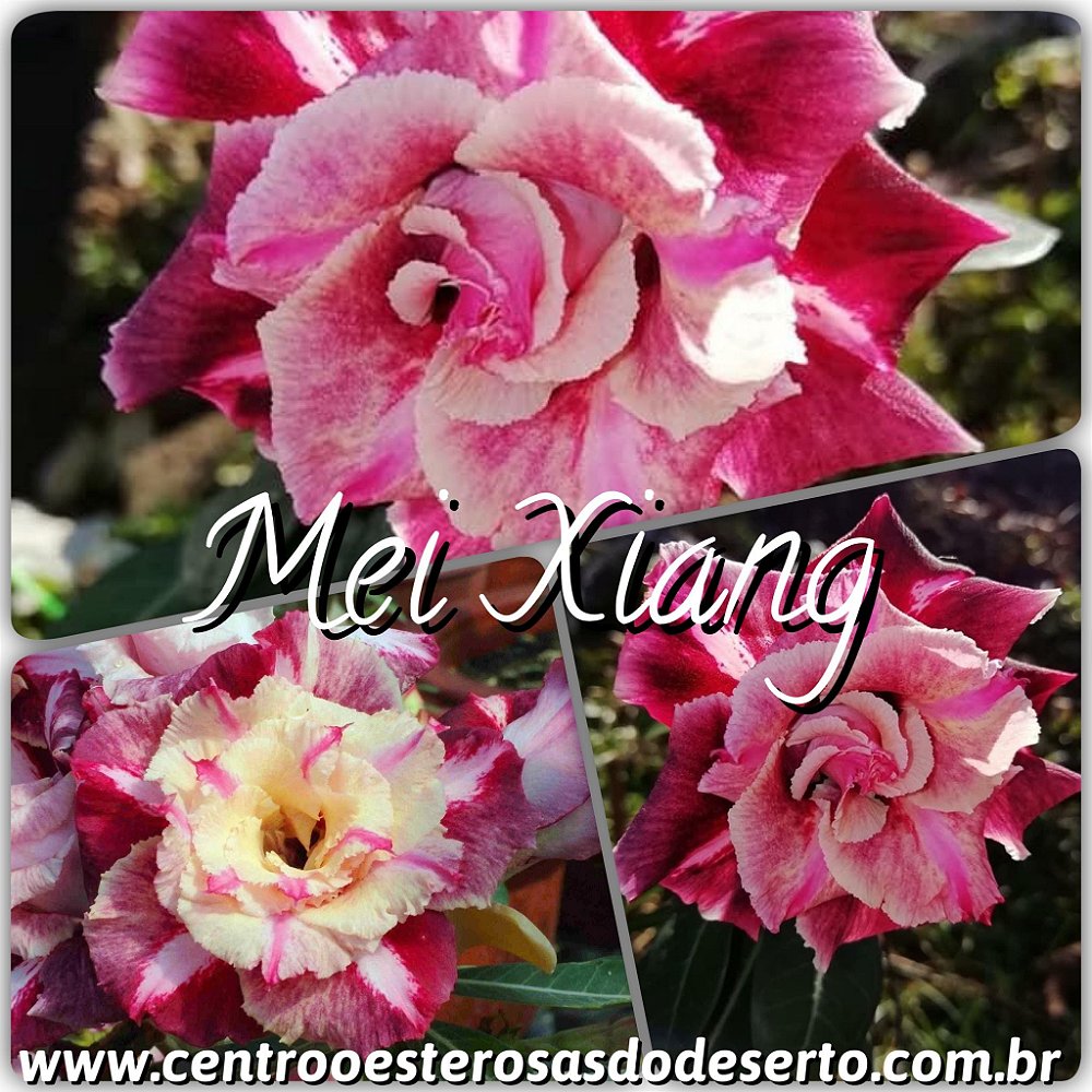 Muda de Enxerto - Mei Xiang - Flor Tripla - Centro Oeste ...