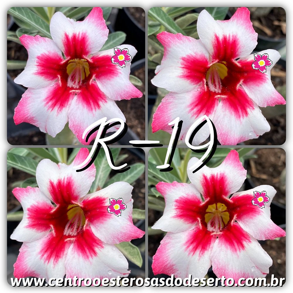 Rosa do Deserto Muda de Enxerto - R-19 - Flor Simples - Centro Oeste Rosas  do Deserto