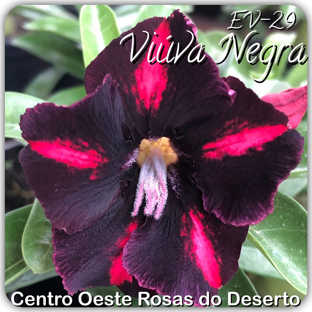 Rosa do Deserto Muda de Enxerto - Viúva Negra - Flor Simples - Cuia 21 (com  2 a 3 enxertos) - Centro Oeste Rosas do Deserto