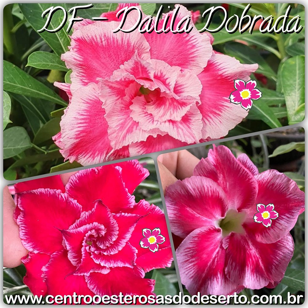 Rosa do Deserto Muda de Enxerto - Flor Dalila Dobrada - Cuia 21 - Centro  Oeste Rosas do Deserto