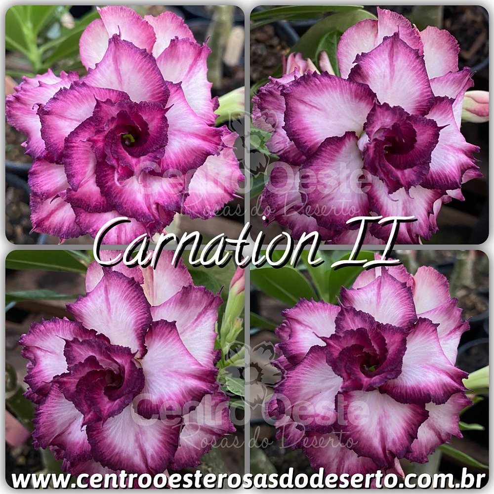 Rosa do Deserto Enxerto - Carnation II (PEQUENA) - Centro Oeste Rosas do  Deserto