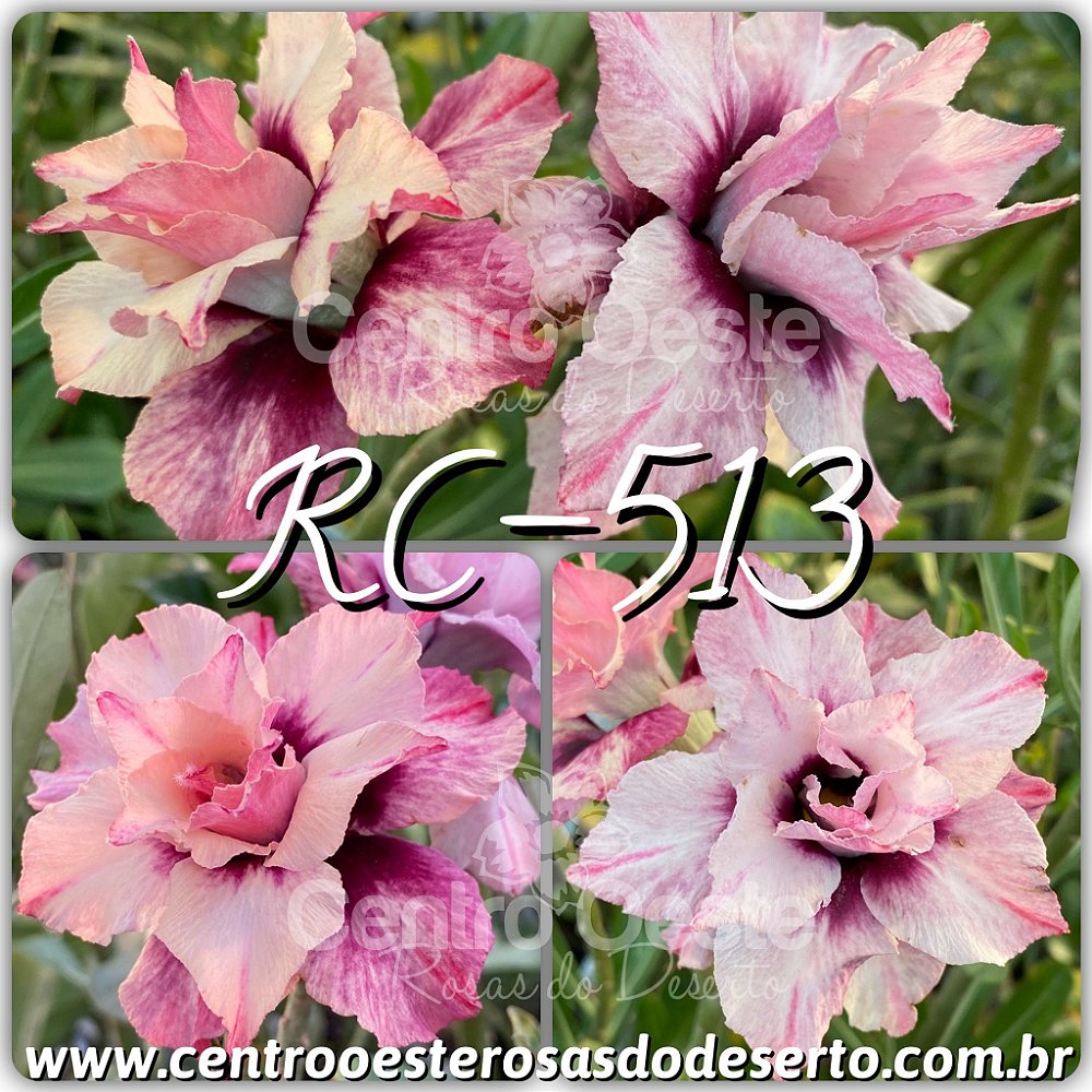 Rosa do Deserto Muda de Enxerto - RC513 - Centro Oeste Rosas do Deserto