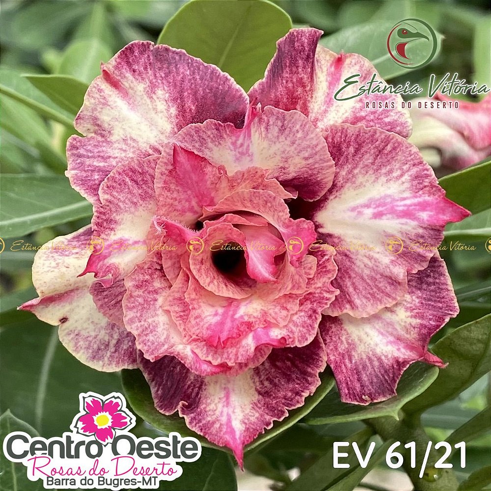 Rosa do Deserto Enxerto EV-061 - Centro Oeste Rosas do Deserto