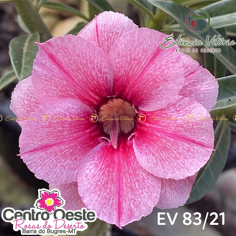 Rosa do Deserto Enxerto EV-083 - Centro Oeste Rosas do Deserto