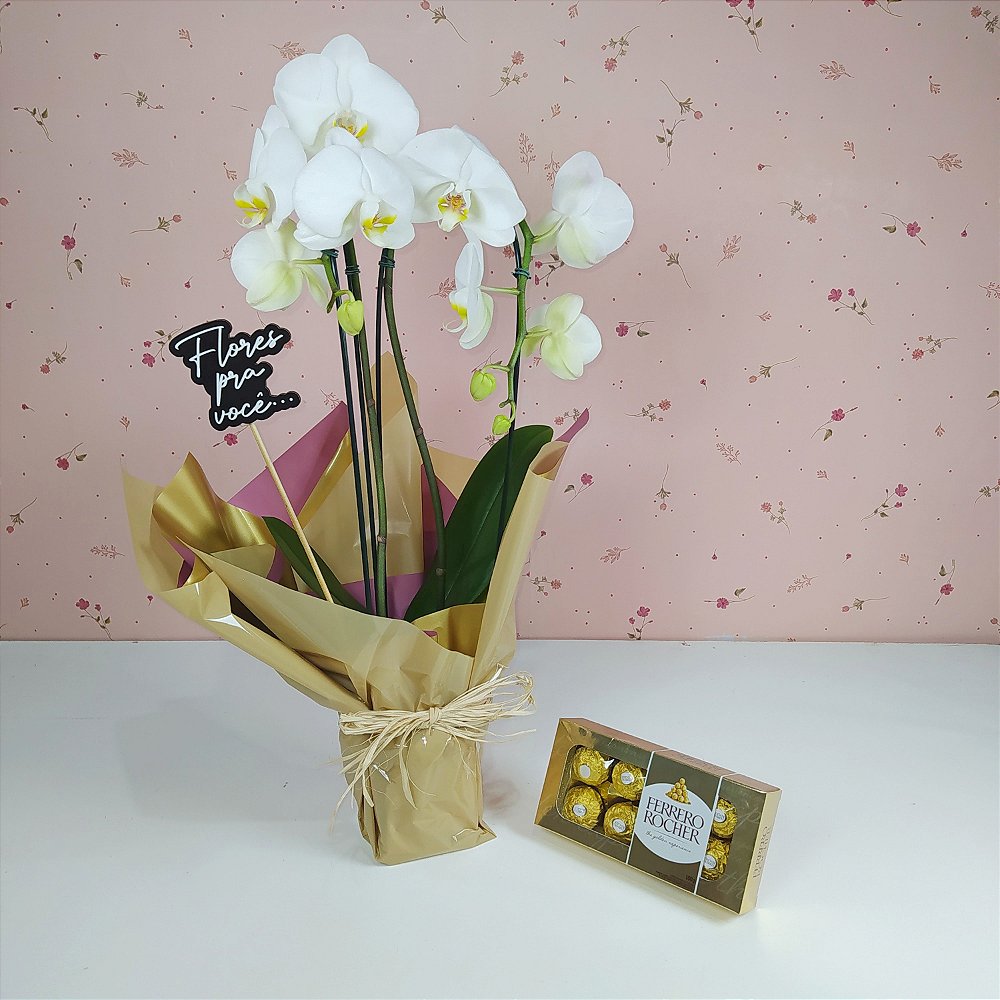Orquídea Cascata Branca 2 Hastes com Ferrero Rocher - Floricultura Mundo  Planta - Flora e Jardim Online em Suzano