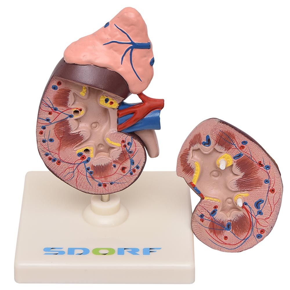 Modelo Anatômico do Rim C/ Glândula Supradrenal em 2 Partes - Planeta ...
