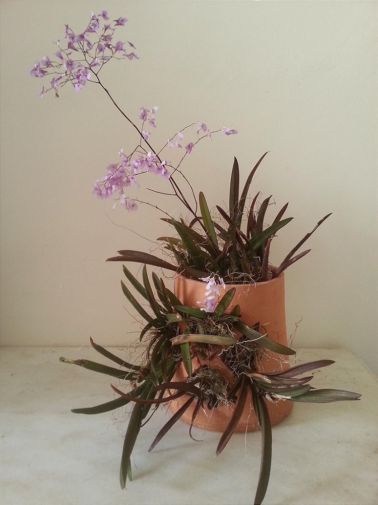 Muda da Mini Orquídea Lilas - GF - Mudas de Flores