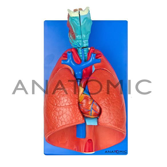 Modelo Sistema Respiratório E Cardiovascular Em 7 Partes Pulmão C/ Traquéia  TGD-0318-B - Cirúrgica Amorim - Produtos médicos
