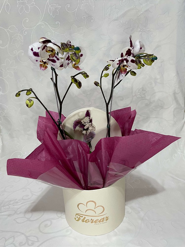 Orquídea Pintada Box Florear - Florear Flores e Cestas