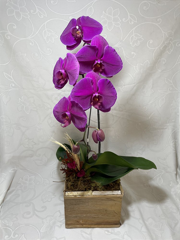 orquidea roxa - Florear Flores e Cestas