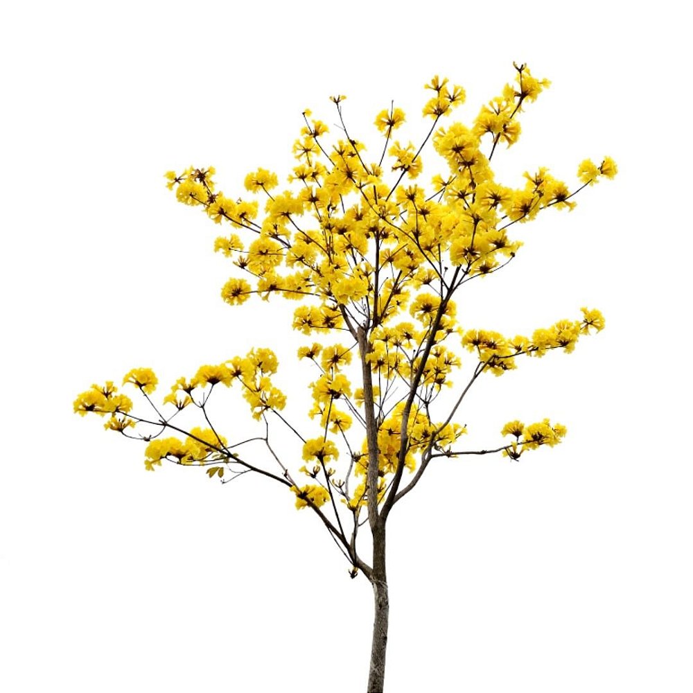 Muda Ypê Amarelo-Dancruz Plantas - Dancruz Plantas