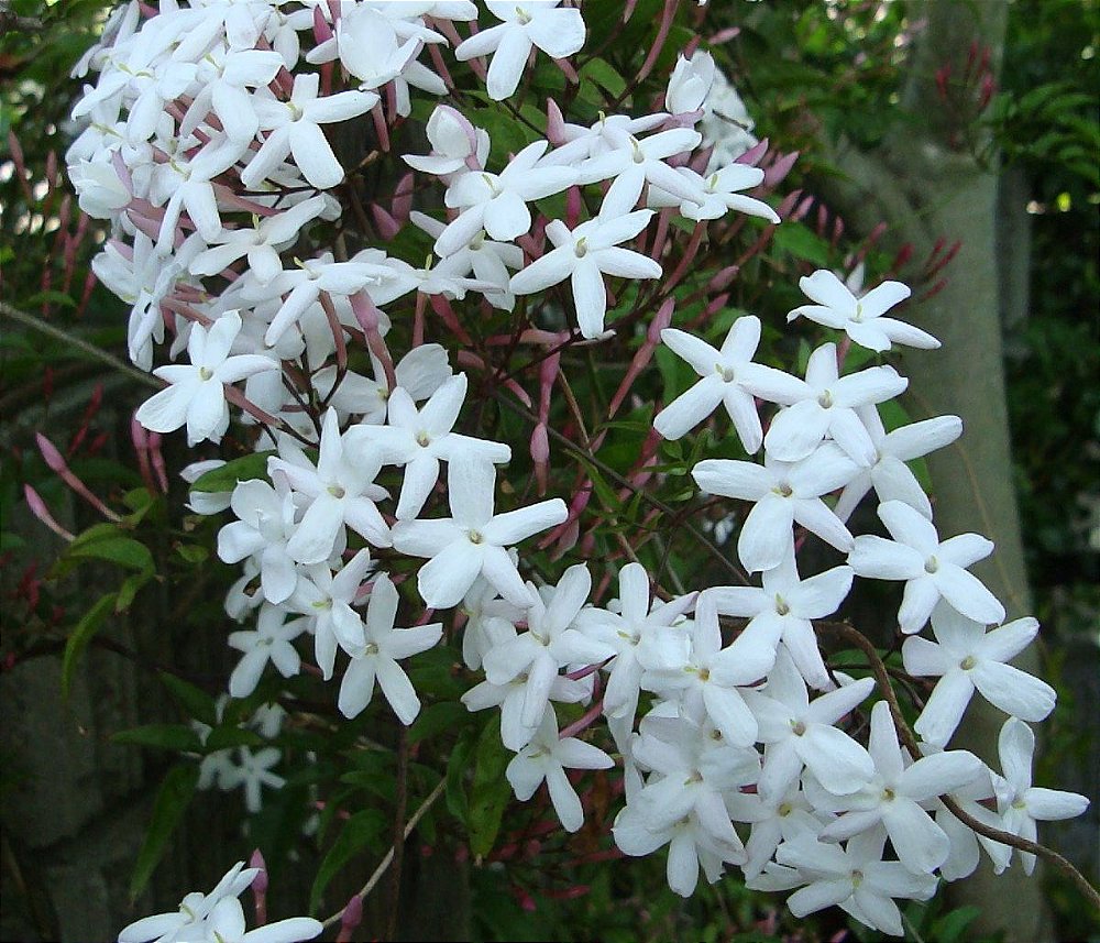 Muda Jasmim Estrela (Jasminum Nitidum) - Dancruz Plantas