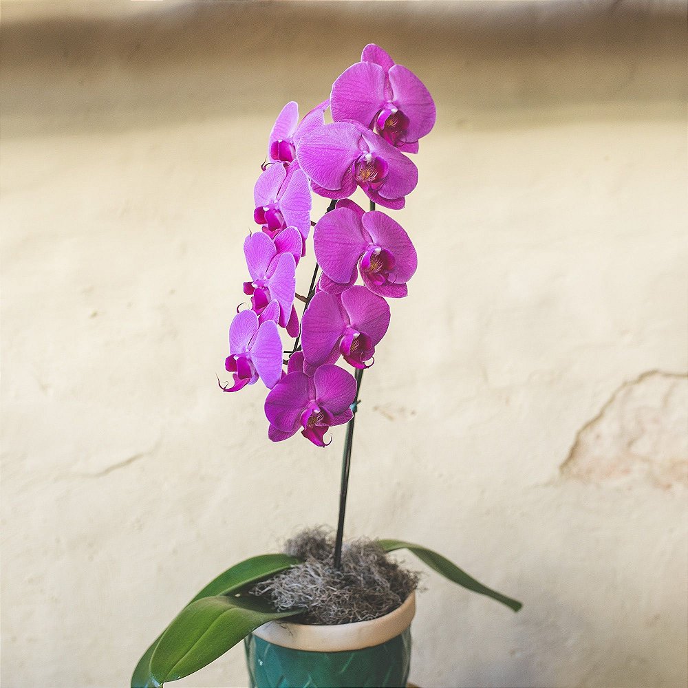 Orquídea Phalaenopsis - Floricultura Primavera