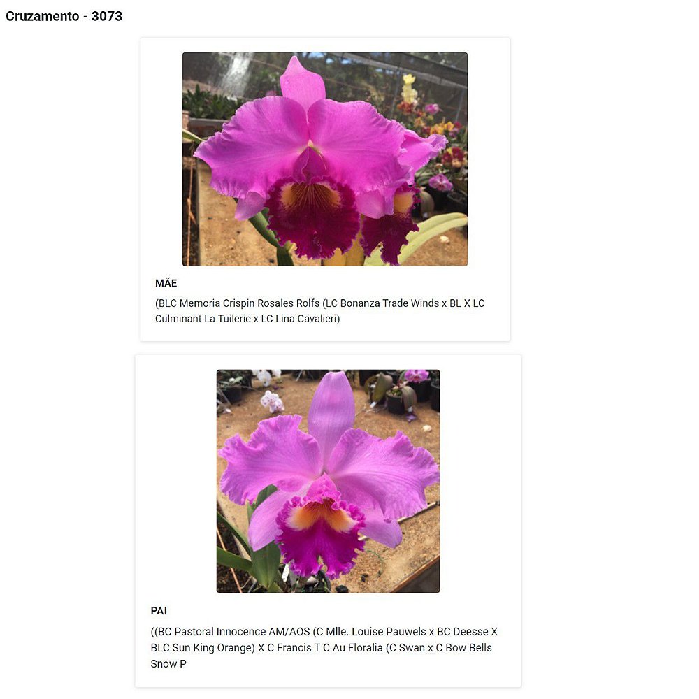 Orquídea Roxa Muda (3073) - ||| Jardim com Flores |||