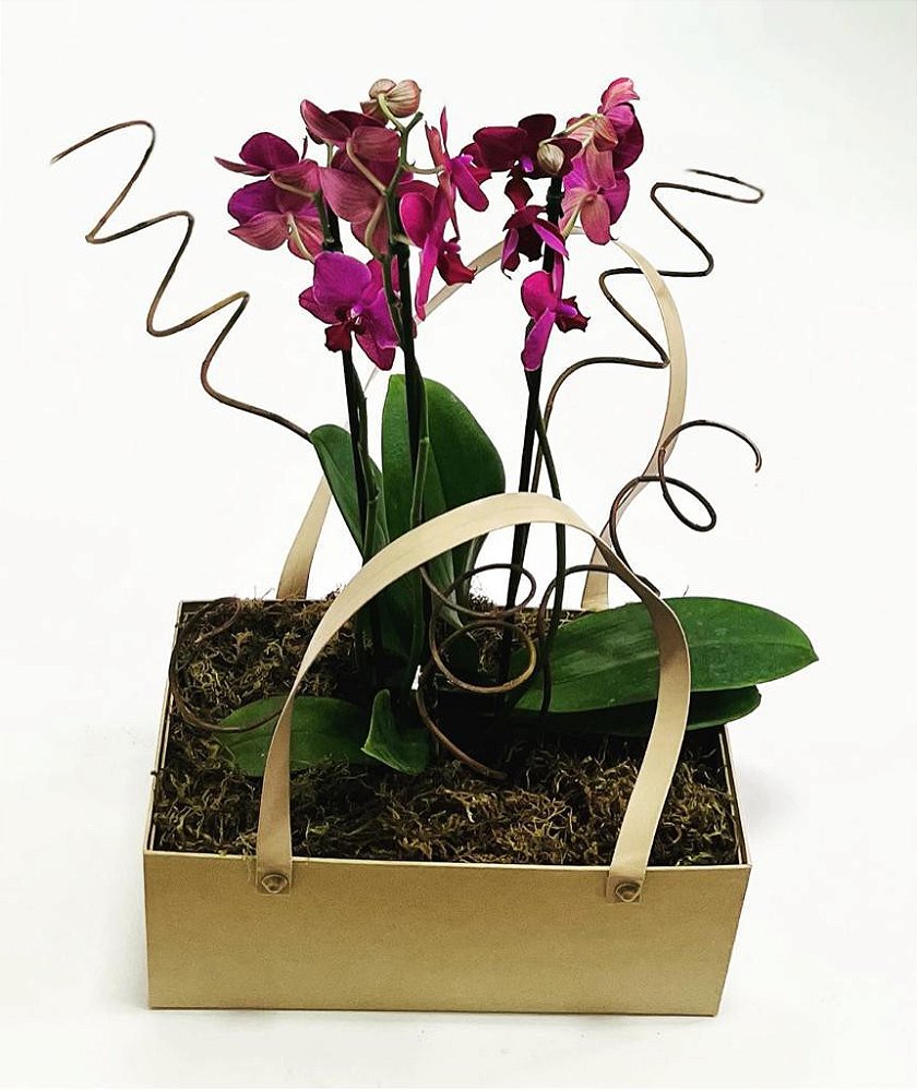 Orquídea Presente na Bag | Orquídea Natural para Presente - Floricultura  BH, Cestas de Flores BH, Buquê de Flores BH