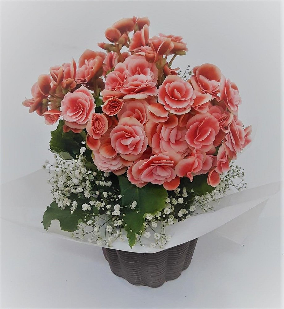 Vaso de Begônia para Presente | Floricultura BH - Floricultura BH, Cestas  de Flores BH, Buquê de Flores BH