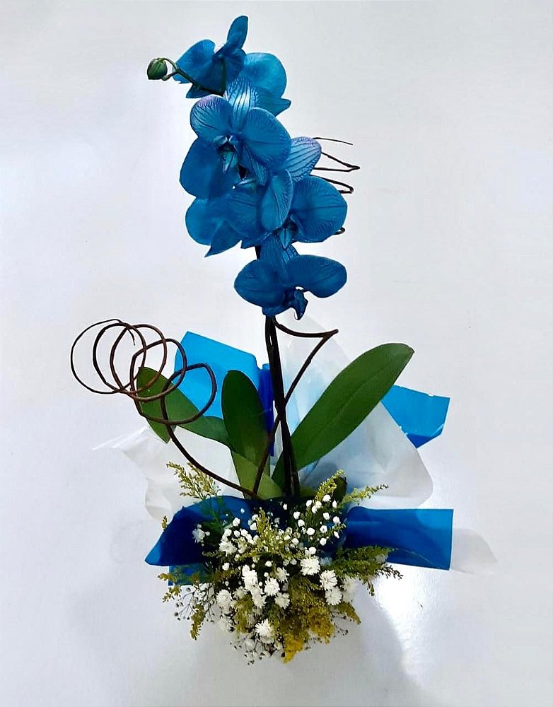 Orquídea Azul | Orquídea em BH | Orquídea em Belo Horizonte - Floricultura  BH, Cestas de Flores BH, Buquê de Flores BH