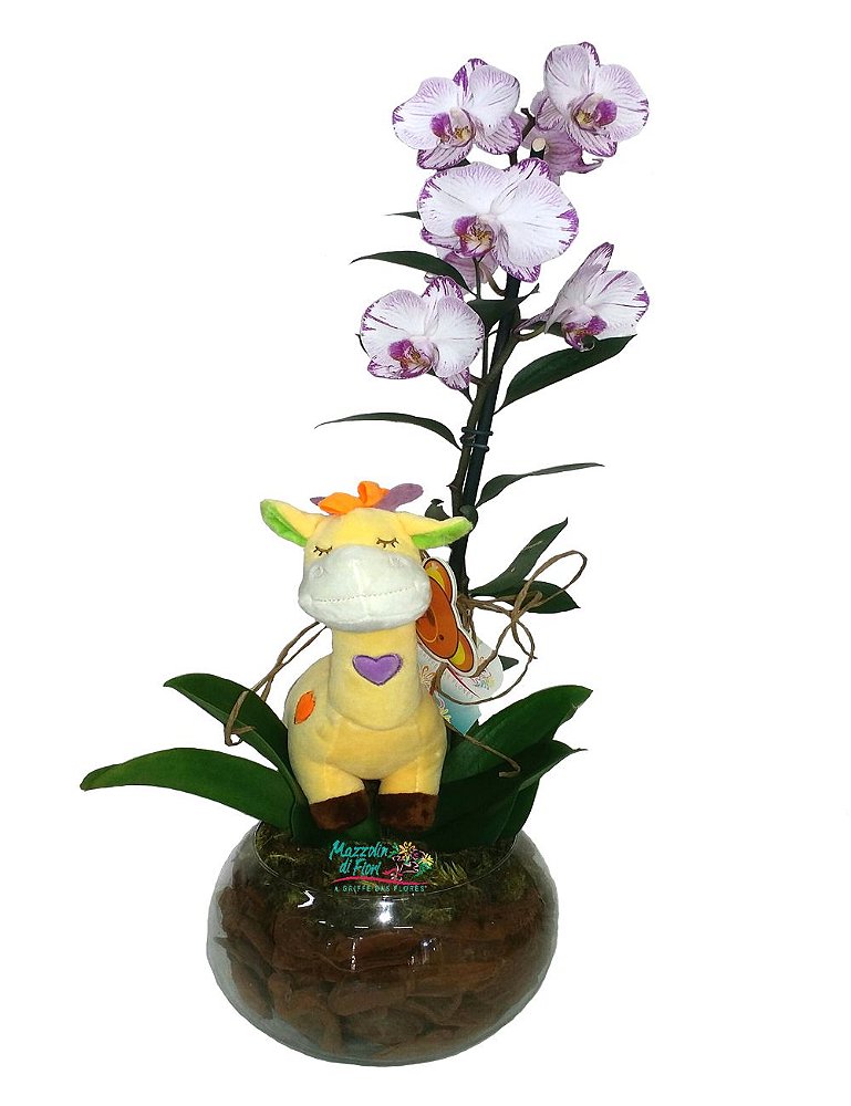 Orquídea para bebê - Floricultura Mazzolin Di Fiori