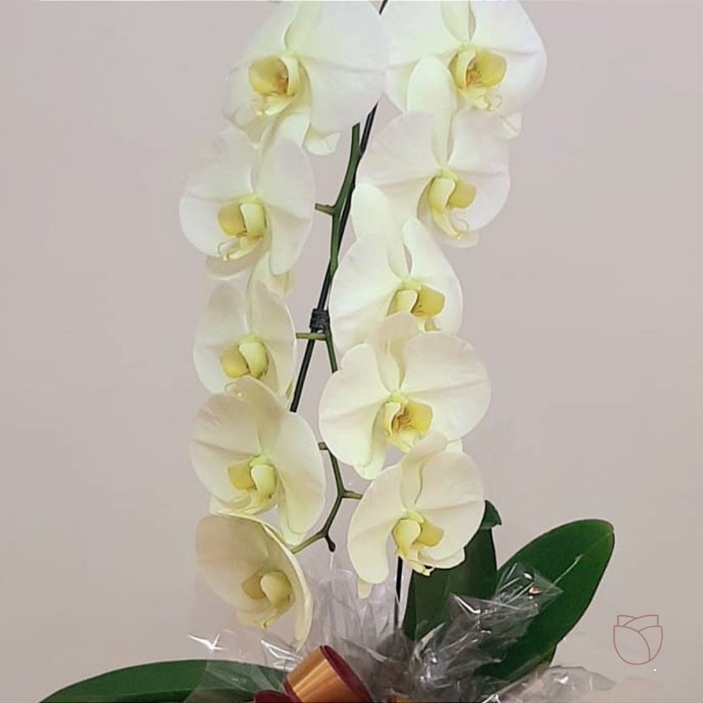 Orquídea Phalaenópsis tipo Cascata para Entrega Rápida em Brasília -  Floricultura Flores da Mel
