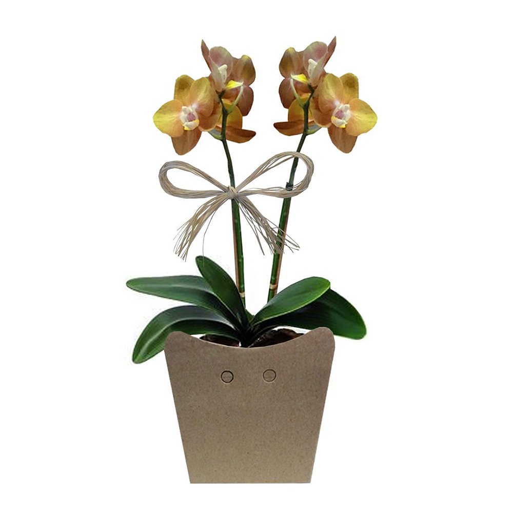 Orquídea Dourada no Cachepot de Papelão - Florexótica
