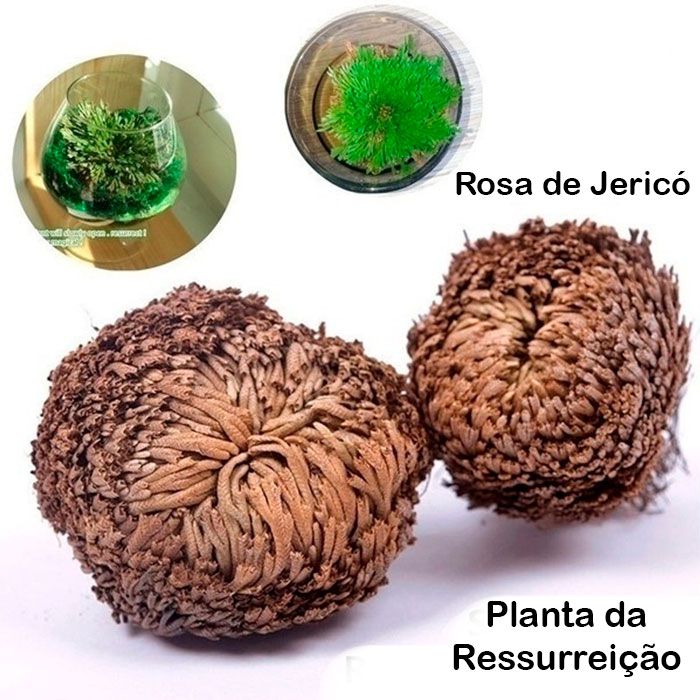 Rosa de Jericó - Produtos Esotéricos - Dhonella loja virtual SP