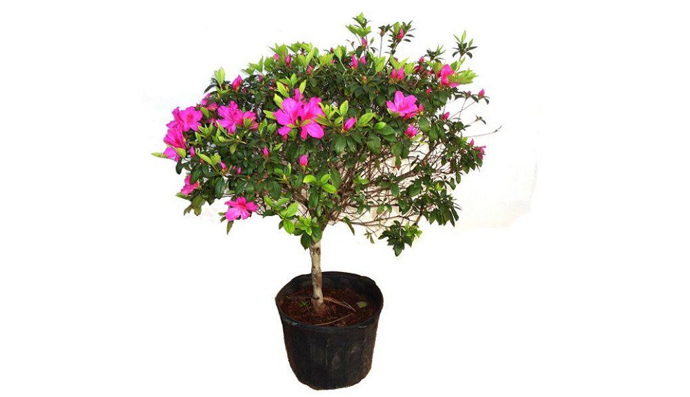 Azaleia, Comprar muda de azaleia online RJ, Arbusto Azaleia, Plantas o -  Jardineiros.net - o maior delivery de plantas ornamentais e artigos de  jardinagem do Rio de Janeiro