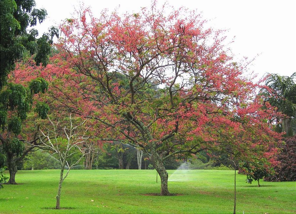 Comprar Sementes de Cássia Rosea - Cassia grandis - Semente Rara ...
