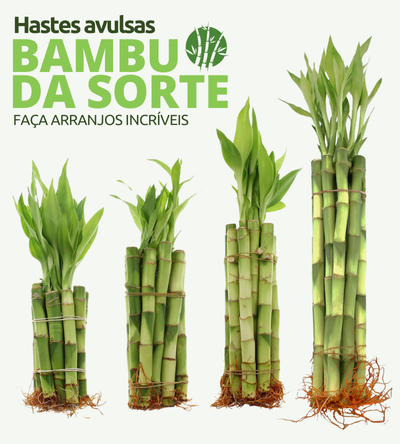 Muda de Bambu da Sorte