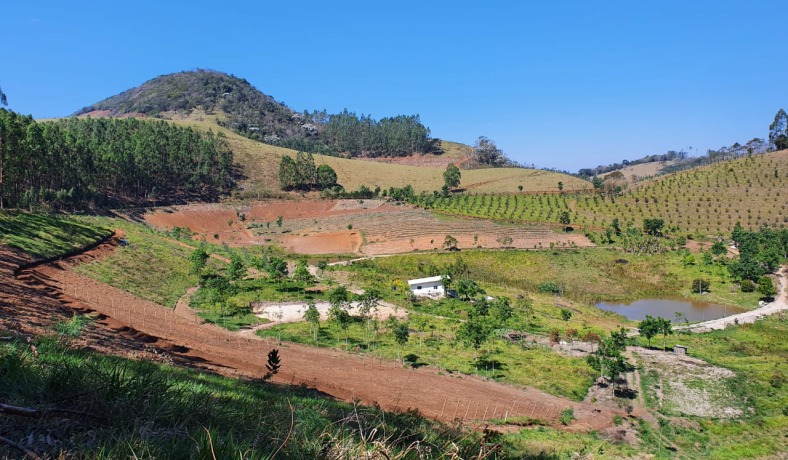Vinhedo