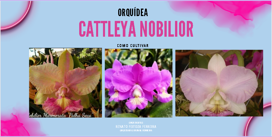 Passo a passo para sucesso no cultivo de cattleya nobilior
