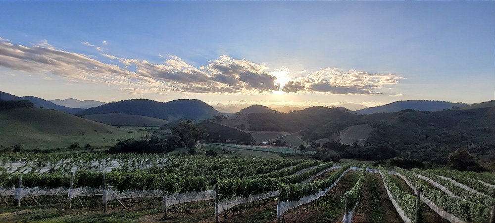 Vinhedo da Fazenda Bom Retiro ao pôr do sol — Vieiras, Minas Gerais
