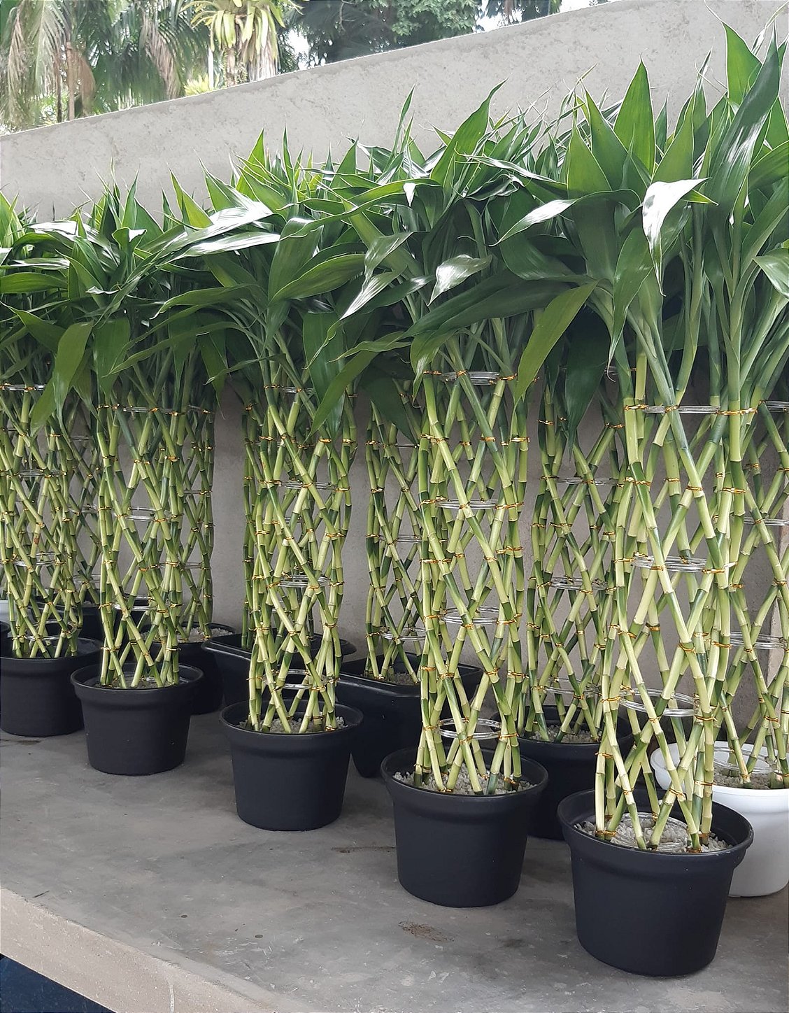 Lucky Bamboo, Comprar Bambu da Sorte