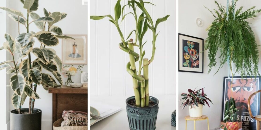 Plantas no Feng Shui