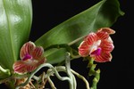Phalaenopsis 