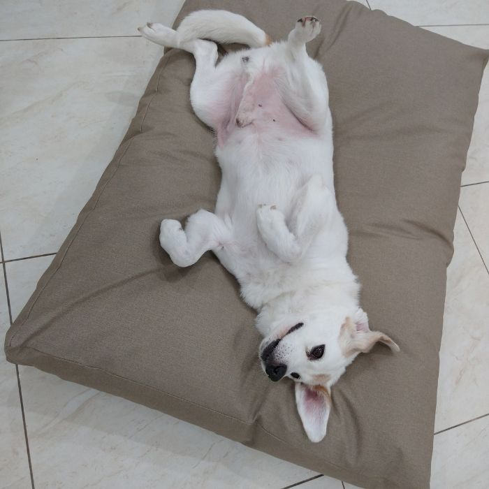Almofada Futon Pet Impermeável Acquablock para cães