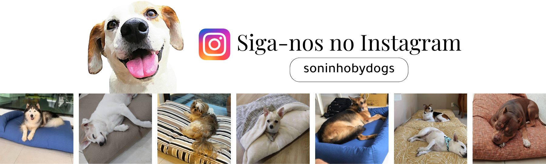 Siga-nos no Instagram