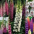 100 SEMENTES - Digitalis/Flor de Gloxinia Sortida - Jardinagem e decoração