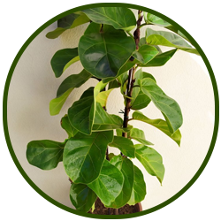 FICUS LYRATA COMO CUIDAR PLANTA