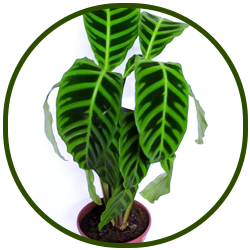 MARANTA ZEBRINA COMO CUIDAR PLANTA COMPRAR