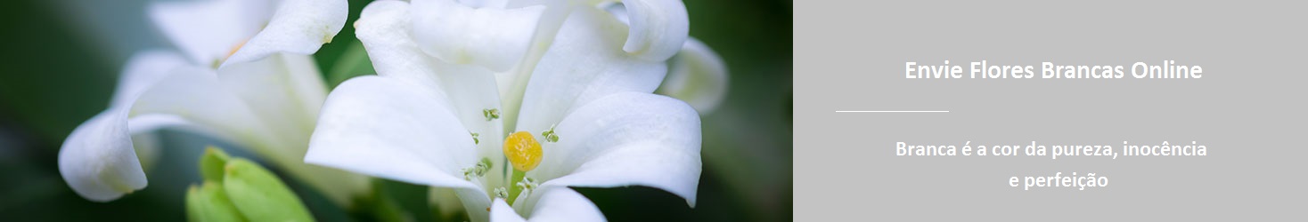 Flores Brancas - White Flowers