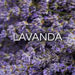 Banner Categoria 4 vitrine-lancamento