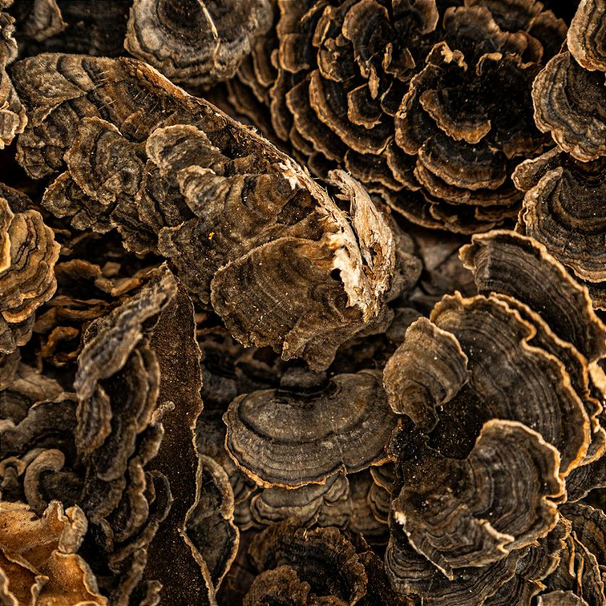 Cauda de Peru vitrine-22542863