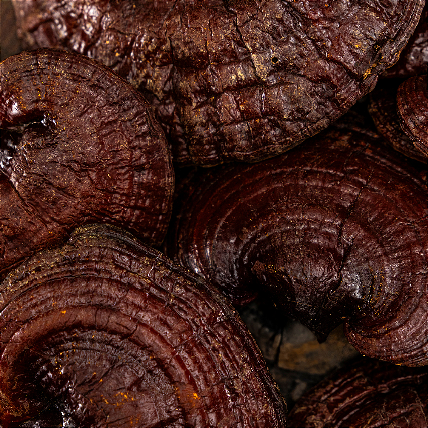 reishi vitrine-22542863