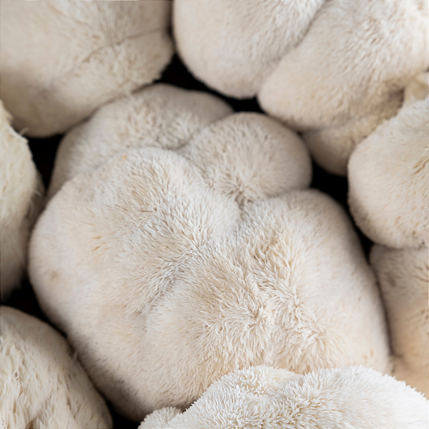 Juba De Leão vitrine-22542863