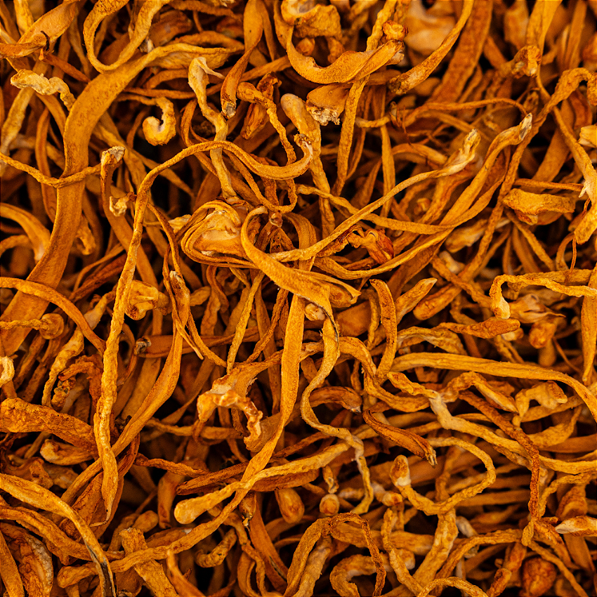 Cordyceps vitrine-22542863