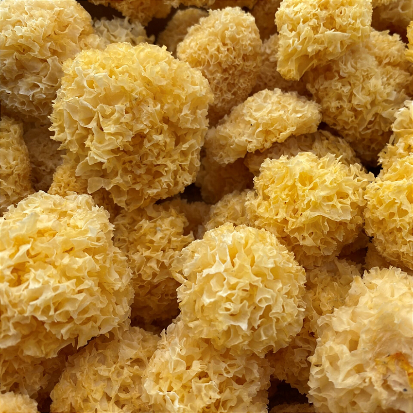 tremella vitrine-22542863