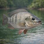 tilapia vitrine-mas-vendido